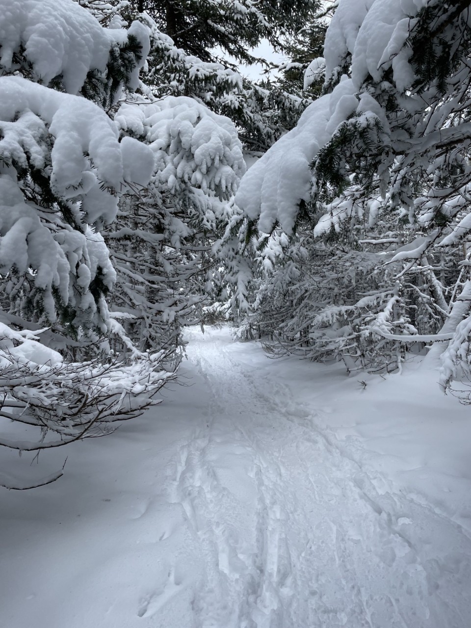 Three Pond Barrens, Pippy Park