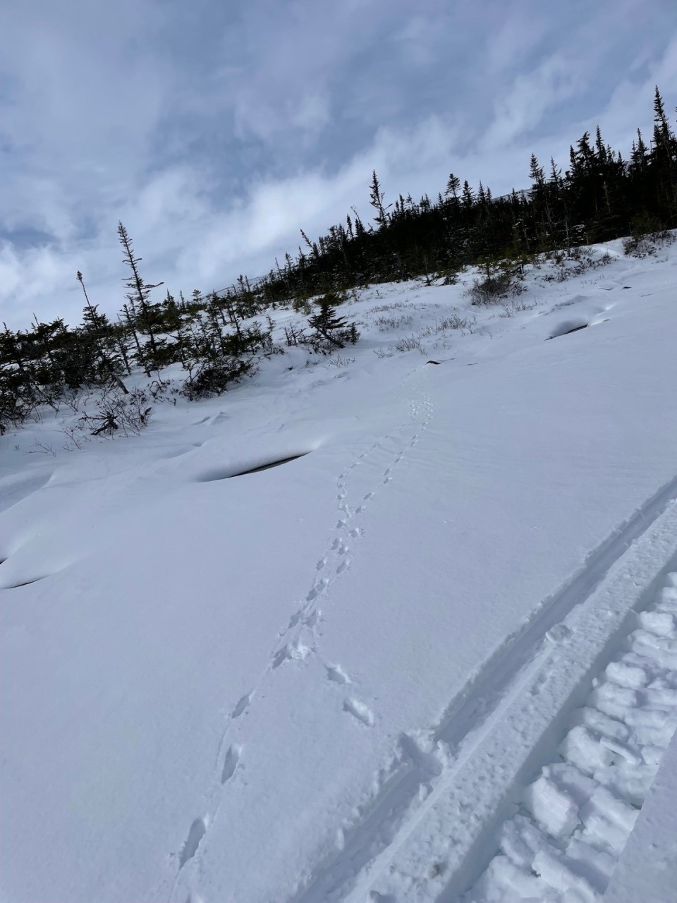 A Winter Walk on a Frozen River 2025-02-27 - The snowy season is a great time to see footprints. I love the reminder that we are not alone out there and that we are sharing space with other creatures who have just as much (or more) of a right to be there as we do. 