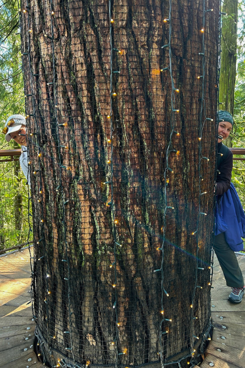 Now that's a big tree trunk! - With arms extended, our fingers barley touched around less than half of the trunk. It would take three, if not four, adults to reach around the trunk of this tree.