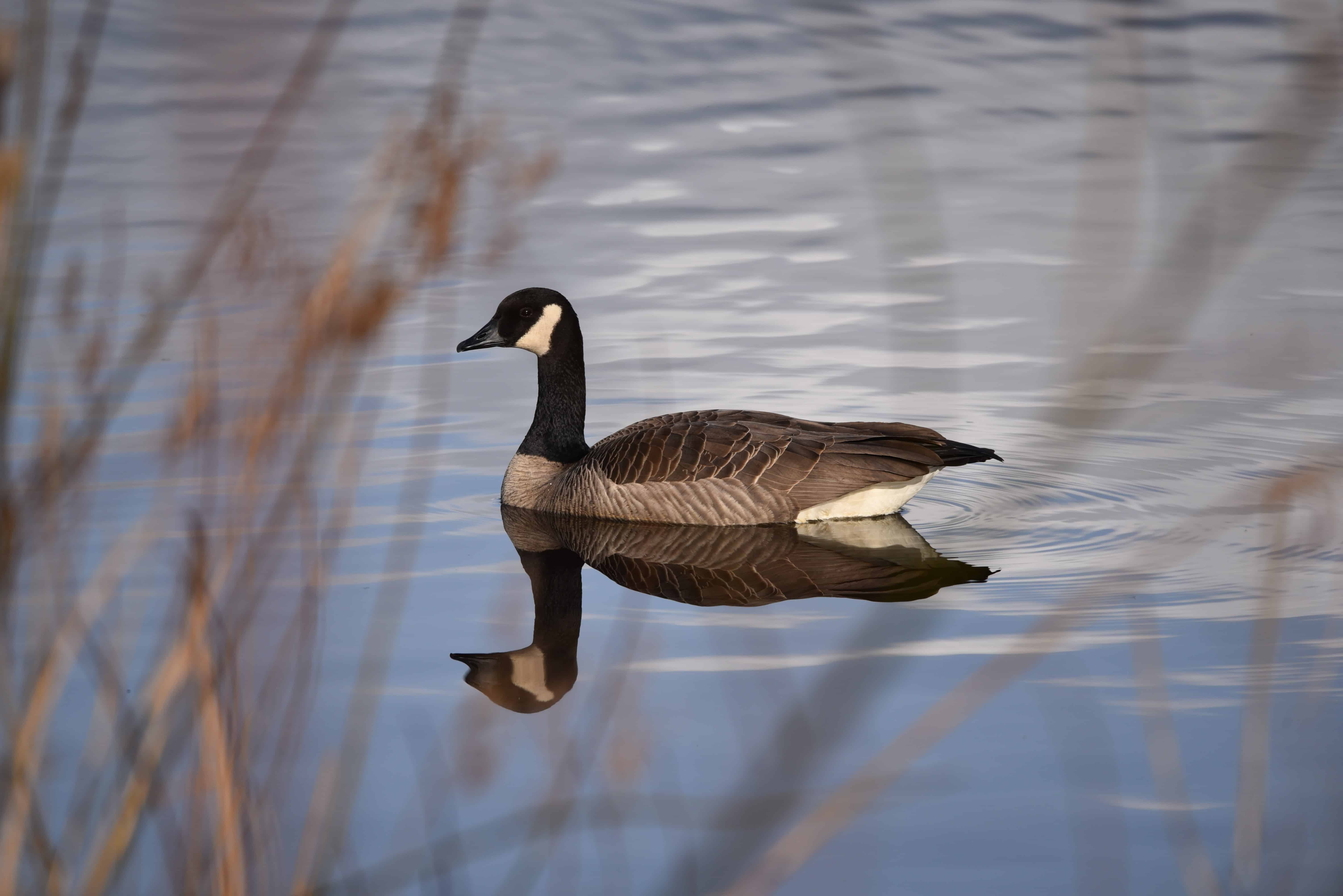 Canada goose discount sanctuary