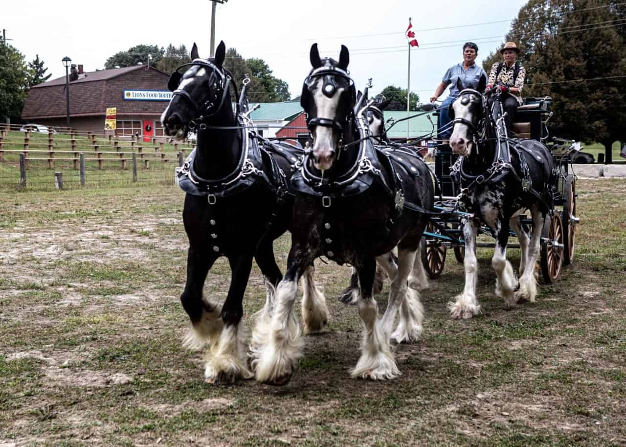 Uxbridge Fall Fair 2023 - Uxbridge, Ontario, Can.jpg